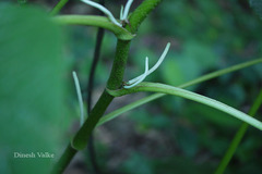 Lepianthes umbellata
